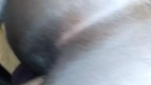 Kahrolası çikolata ıslak kedi