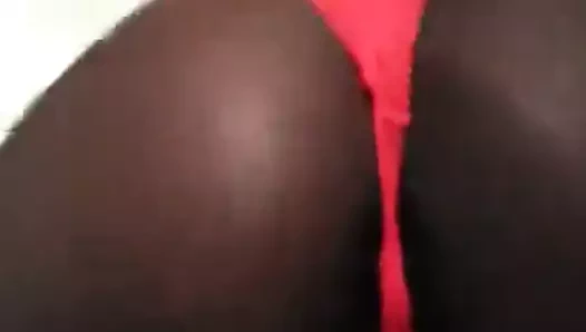 Abanoz gal ile mükemmel kedi