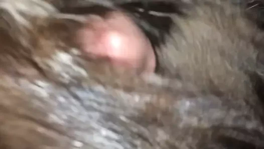 gümüş tilki kürk battaniye ile hoş horoz