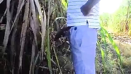 Dominik canavarı.mp4