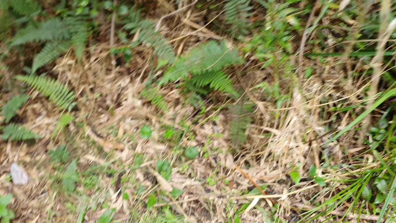 I find a young girl on my land, and I teach her a lesson