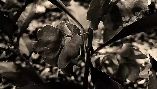 Mawa danagassala pitipassen polla athuata demma... sinhala wal katha