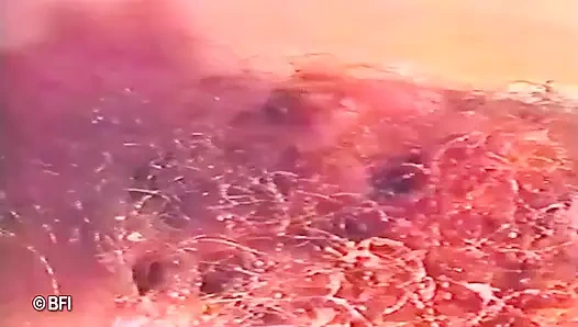 Piliç cezalandırıcısından domine ediliyor