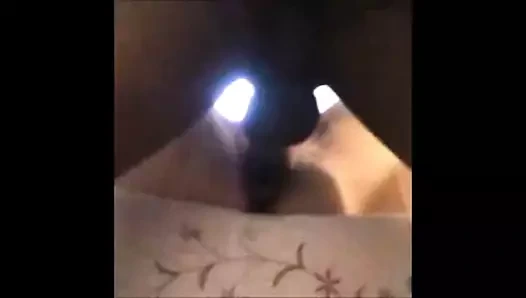 Karısının fantezisi: siyah bir üreme boynuzlamak