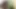 Teya dondurma sever