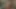 Annadevot - penissiz olmaktansa bir yapay penis yastığı daha iyidir