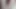 Kelantan Widow Playing Dick