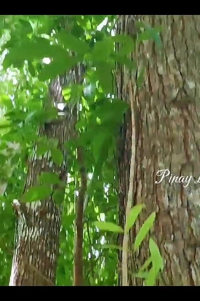 Рискованный кримпай в джунглях филиппинки, она сквиртует много, горячий грязный разговор