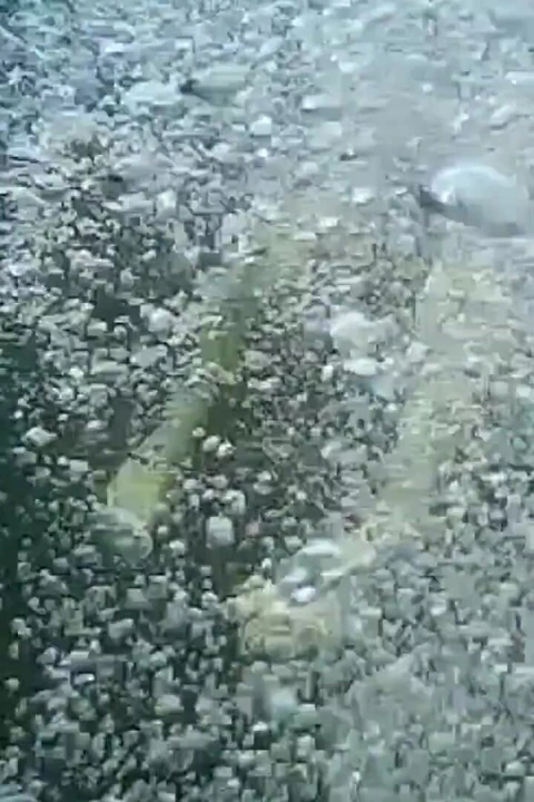 Denizde yüzüyor ve teşhir ediyor