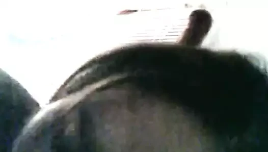 Veronica