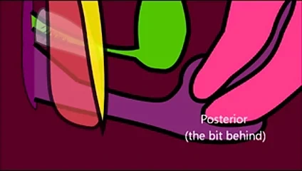 vajina nasıl çalışır