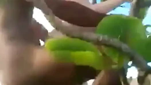 ağaç seksi üzerinde şarkı