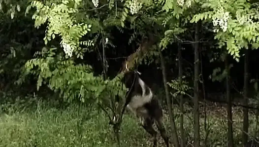 Alman sarışın amcık yalayan lezbiyenler açık havada eğleniyor