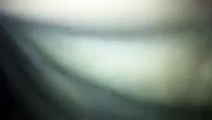 Beyaz puma ve yavrusu