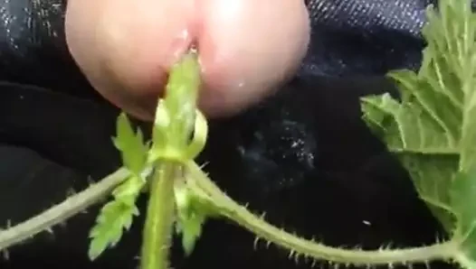 Nettled horoz eller ücretsiz boşalmak 7