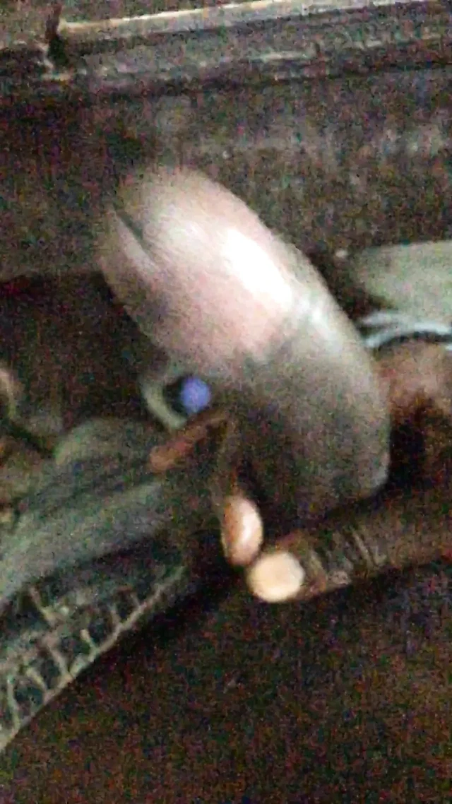 Büyük yaraklı boğa ustasına el sıkışma