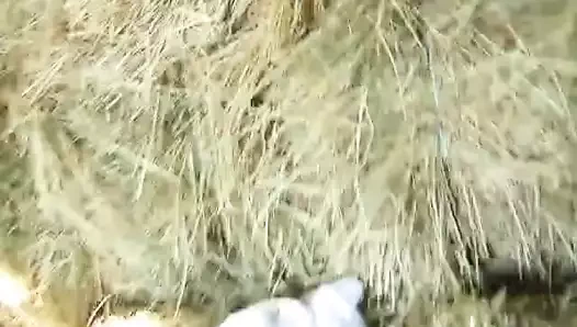 karısı ahırda spitroasted