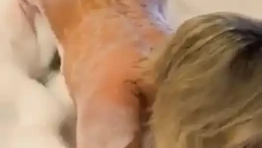 HDC4