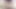 Kayısı pitts seksi kıllı vücudunu yağlıyor ve sonra çalısını ıslatmak için büyük vibratörünü alıyor.