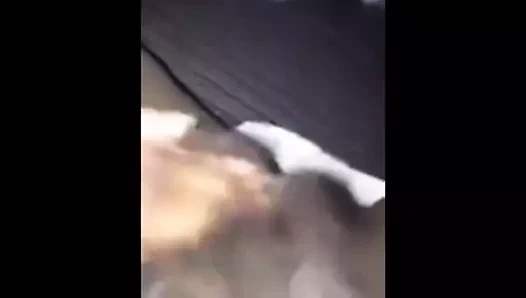 Siyah civciv fışkırtma