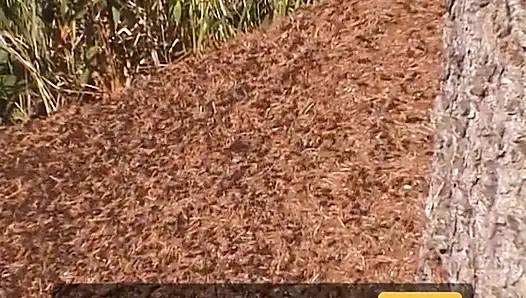 Amatör çift nehir kenarında battaniye üzerinde sikişiyor