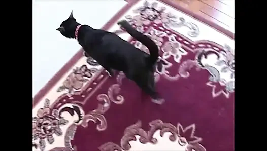 Amatör genç amcık dölümü fışkırtıyor