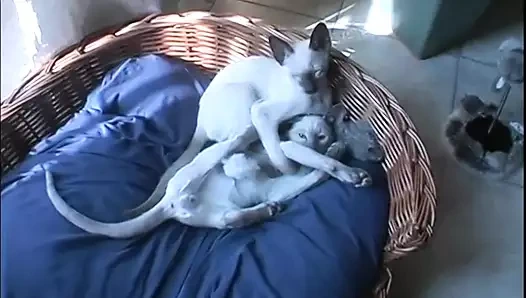 Busty Houswife Gets Anal Sex at Home (by)