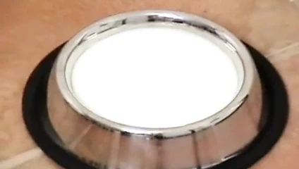 kedicik oyun zamanı