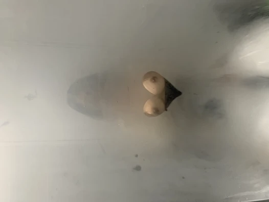 Memelerde amcık kremlerini siliyor