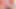 travesti 712