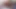 4k minik pressley bu büyük Afrikalı horoz alır!