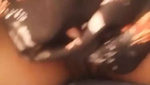 Bal altın şişman kedi