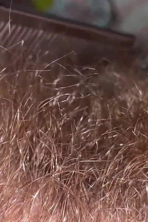 Brushing My Bush