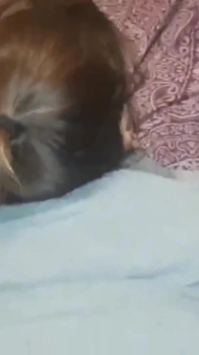 Большой черный член долбит меня жестко и глубоко стонет раком