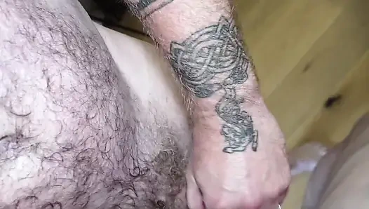 Kanadalı koç aygır