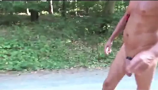 Riesenschwanz im Wald