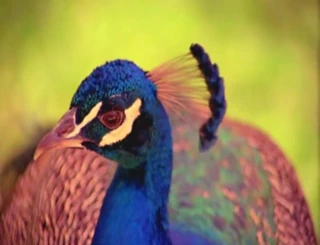 Şimdiye kadar yapılmış en iyi porno filmler arasında 129