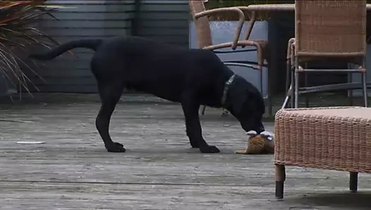 Adam tuzağı (2011)