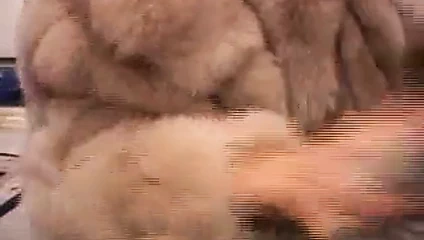 Kahverengi tilki ceketi