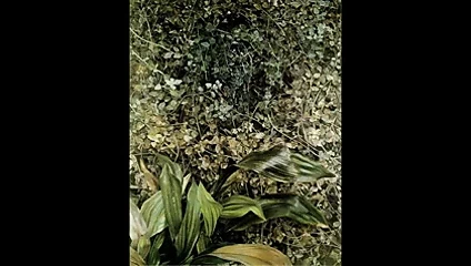 lucian freud'un sanatı