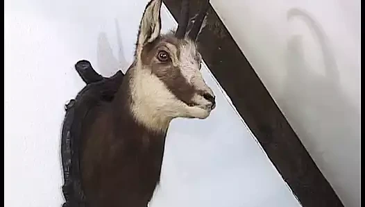 Çoraplı küçük memeli Alman bayan ve sert sikişte iki yarak