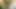 Baba için büyük dildo üzerinde sözlü fışkırtıyor