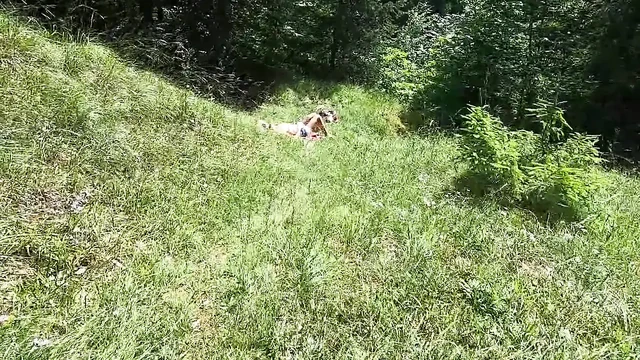 Еще один минет-сюрприз в лесу