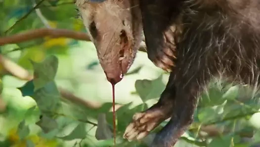 Gazeteci çocuk Nicole kidman