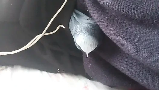 STRONG MOANS OF ORGASM