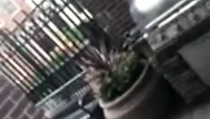 latin alma doggy sonra iş