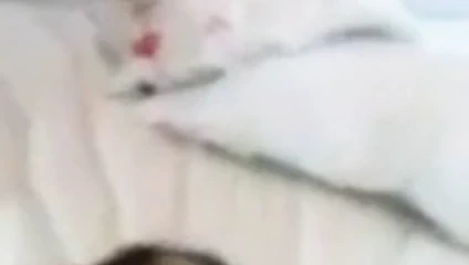 Tainara almeida veren göt ve kedi