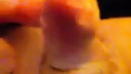 Benim küçük küçük horozum ve küçük toz taşlarla oynuyorum