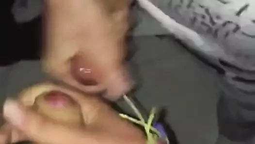 JO bud