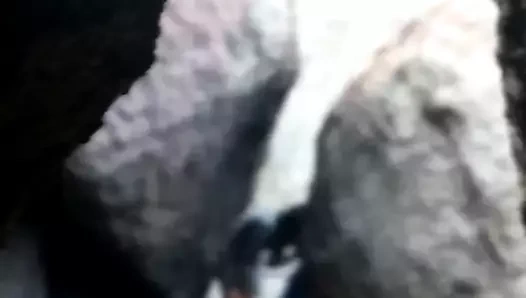 Casal flagrado Sexo oral